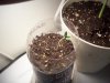 sour d and mystery seed update 007.jpg