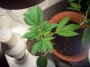 sour d and mystery seed update 010.jpg