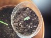 sour d and mystery seed update 004.jpg