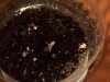 sour d and mystery seed update 003.jpg