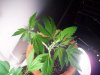sour d and mystery seed update 012.jpg