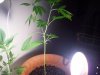 sour d and mystery seed update 013.jpg