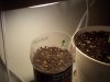 sour d and mystery seed update 008.jpg