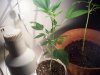 sour d and mystery seed update 011.jpg