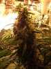 106 big bud.jpg