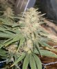 Harvest2.jpg