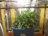 SCROG1.jpg