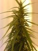 thai sativa 15607 2.jpg