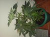DSC00137.jpg