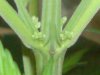 DSC00145.jpg
