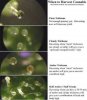 Trichome_chart1.jpg