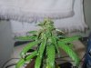 26 days till harvest & kilo at 23 days old 016.jpg