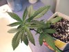 26 days till harvest & kilo at 23 days old 011.jpg