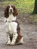 english-springer-spaniel-picture.jpg