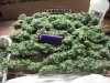 120 trimmed buds.jpg