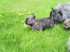 puppies 8 weeks old 1st day out in the park 021.jpg