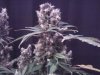 blackk domina lst darkness day 001.jpg