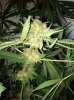 4.24bud.jpg