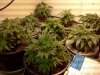 bendbrewer-329056-albums-virgin-grow-picture1568715-veg-garden.jpg