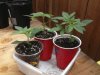 kmk outdoor grow 4 27 001.jpg