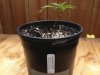 kmk outdoor grow 4 27 005.jpg