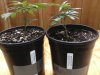 kmk outdoor grow 4 27 007.jpg