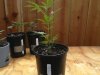 kmk outdoor grow 4 27 009.jpg