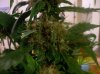 Bud 12.jpg