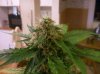 Bud3.jpg