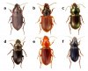 carabid-weedseed-preds.jpg