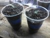 4 28 seedlings 002.jpg