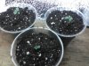 4 28 seedlings 004.jpg