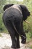 Elephant_Butt.jpg