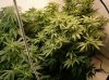 3 First Grow Flowering Room.jpg