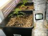 1 Grow3 Wk4 Clones AK48.jpg