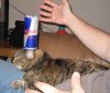 redbull kitty.jpg