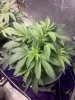 bendbrewer-329056-albums-virgin-grow-picture1582106-pre-flower-single-top.jpg