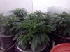 bendbrewer-329056-albums-virgin-grow-picture1582100-pre-flower-first-light.jpg