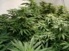 7 Grow 1 Week 3 Flowering.jpg