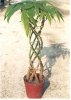 20059171732534236911_Potted_plant__Pachira_macrocarpa__Money_Tree.jpg