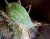 one of many type aphid.jpg