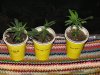 Clones for LED grow.jpg