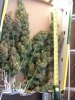 Arjans Haze 3 Harvest.jpg