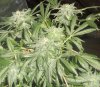 05-20-11 sk clone #3 frosty.jpg