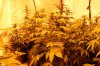 Up North Grow April 22 247.jpg