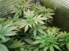 16 Grow 3 from Seed  Wk9.jpg