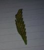 plant leaf.jpg