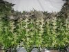 crowdedharvest_day64_05.jpg