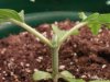 topped at 3 weeks barneys blue cheese 003.jpg