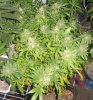 06-05-11 spider kush #2.jpg